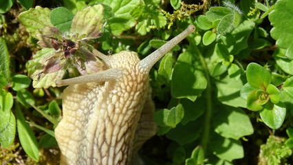 Weinbergschnecke