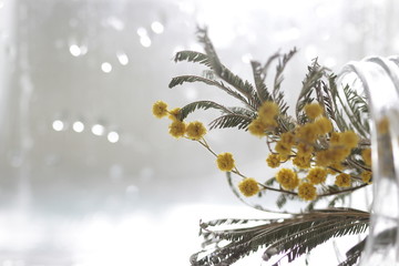 Mimosa flower on the white bokeh background. Macro photography. Yellow flowers clode up.