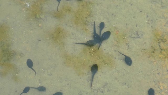 Tadpoles of smooth newt, UHD