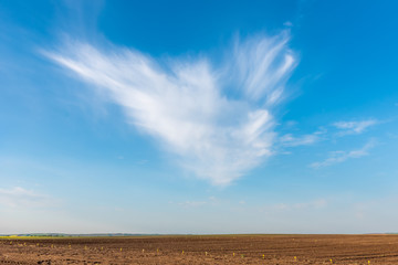 Obraz premium An interesting cloud over a corn field