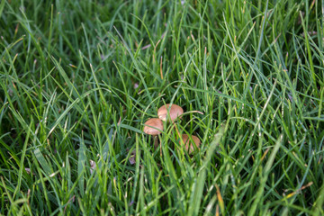 Small mushrooms grew at grass