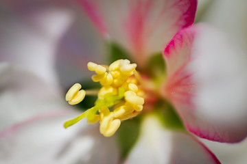 Pink and white apple blossom at spring morning