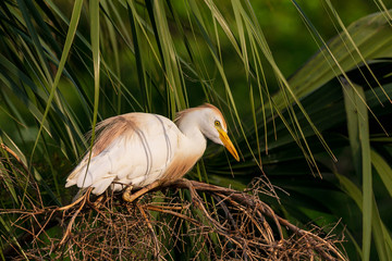 Cattle Egret at Sunset
