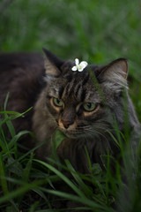 in the spring, a striped fluffy beautiful cat with big eyes joyfully walks in the branches of bushes with green leaves in nature and curiously explores