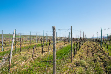 Obraz premium Vine grapes trees with sun landscape in spring time.