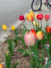 multi-colored tulips in the city