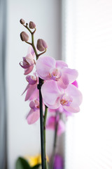Phalaenopsis Orchid flowers on the window