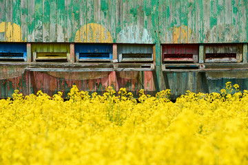 Obraz premium Hives near the blooming rapeseed field at sunset. Selective focus 