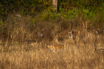 Wild tiger in action and stalking prey walking in grass. A tiger behavior image at dhikala zone safari of jim corbett national park or tiger reserve, Ramnagar, uttarakhand, india - panthera tigris
