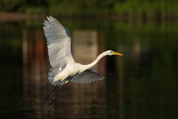 Great Egret Taking Flight