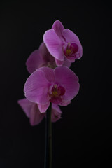Phalaenopsis Orchid flowers on the black background