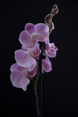 Phalaenopsis Orchid flowers on the black background