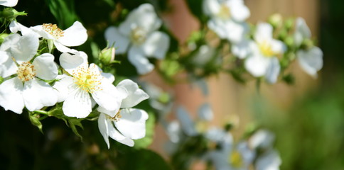 Obraz na płótnie Canvas Wunderschöne weiße Blüten einer wilde Rose