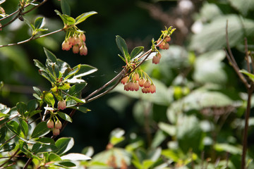 Enkianthus Campanulatus