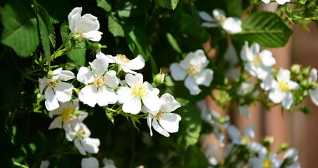 Weidenröschen in Weiß - Wildrosenblüten