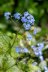 Brunnera macrophylla Jack Frost