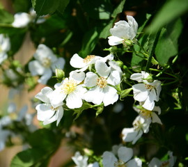 Weidenröschen in Weiß - Wildrosenblüten