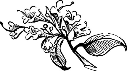 branch of oreganum comon. ink hand drawn sketch. vector illustration. black and white