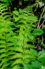 Fototapeta na wymiar Green fern in the spring forest