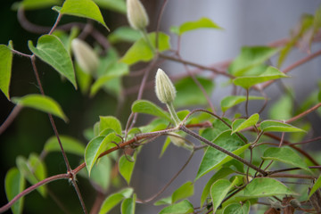 Clématite en bouton 