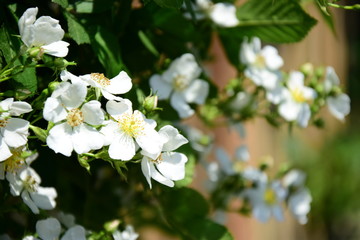 Wunderschöne weiße Blüten einer wilde Rose