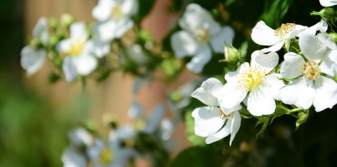 Wunderschöne weiße Blüten einer wilde Rose