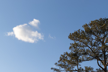 A large pine tree and a single cloud in the daytime sky.