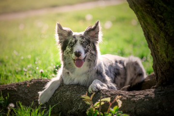 Portret border collie