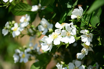 Weidenröschen in Weiß - Wildrosenblüten
