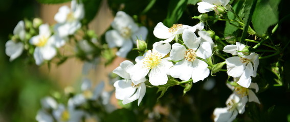 Wunderschöne weiße Blüten einer wilde Rose