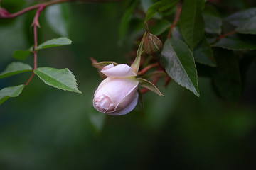 Little pink rose growing on bush amid juicy greens