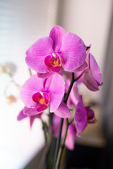 Phalaenopsis Orchid flowers on the window