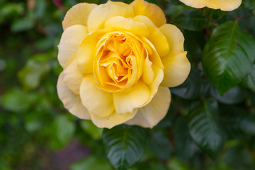 A closeup macro photo of a fully-blossomed yellow rose with a blurred-out green background.