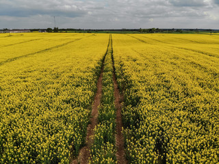 Aerial view of yellow rapes field