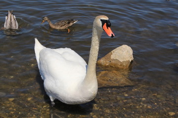 A single white swan swimming on the Lake Constance in Hard, Vorarberg, Austria. 