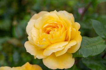 A closeup macro photo of a fully-blossomed yellow rose with a blurred-out green background.