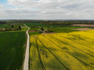 Fototapeta premium Aerial view of yellow rapes field
