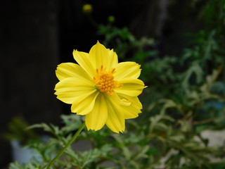 yellow flower in the garden