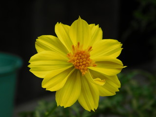 yellow flower cute