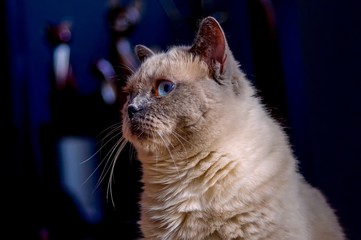 kotka rasy brytyjskiej o niebieskich oczach - obrazy, fototapety, plakaty