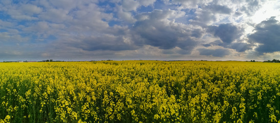 Vibrant yellow rapes field below cloudy evening sky