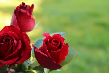 Rosas
