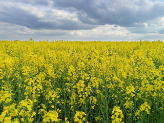 Fototapeta premium Vibrant yellow rapes field below cloudy evening sky