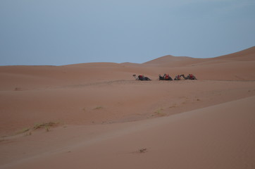 Fototapeta na wymiar camels in the sahara desert