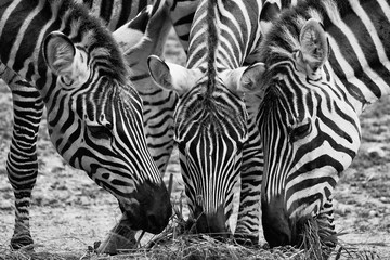 Fototapeta na wymiar Close-up Of Zebras Grazing On Field