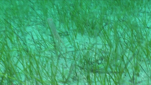 octopus underwater s octopus scenery with long arms underwater 