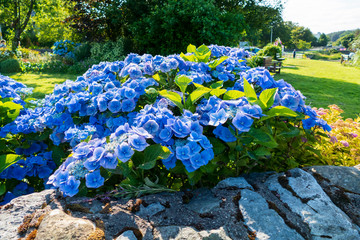 Hortensie Blüte in Blau, Lila, in Broadford auf der Isle of Skye