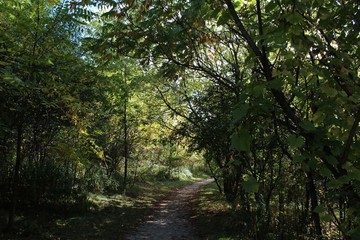 Fototapeta premium path in the forest