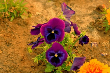 Color pansies flowers close up