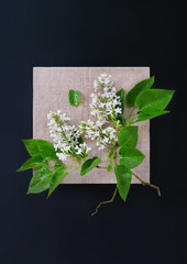 Broken Branch of white Lilac flowers bloom in Canvas beige Frame on black background. Floral photo...